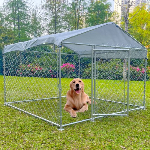 Outdoor pet dog - outdoor,