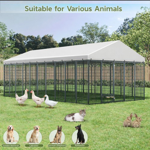 Large outdoor dog - large, cat