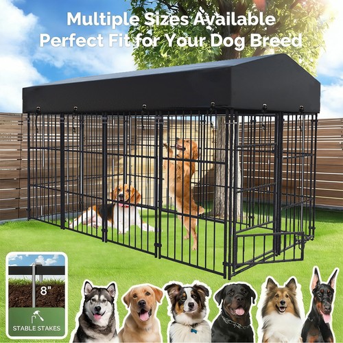 Large outdoor dog - outdoor,